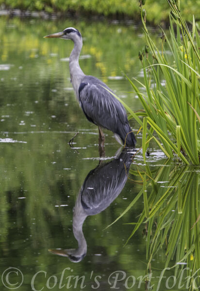Grey Heron