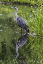 Grey Heron