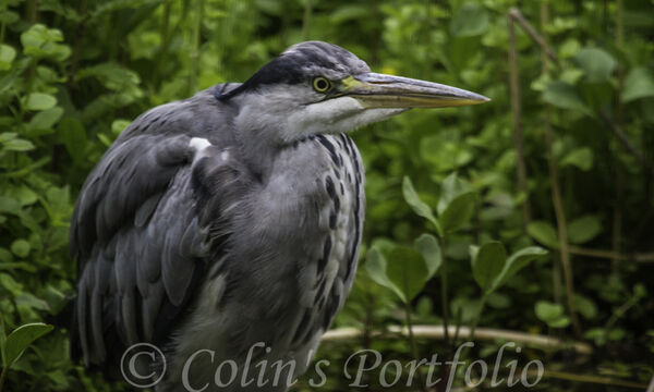 Grey Heron