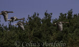 Greylag Geese