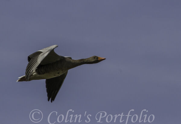 Greylag Goose