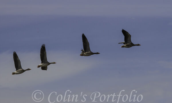 Greylag Geese