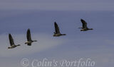 Greylag Geese