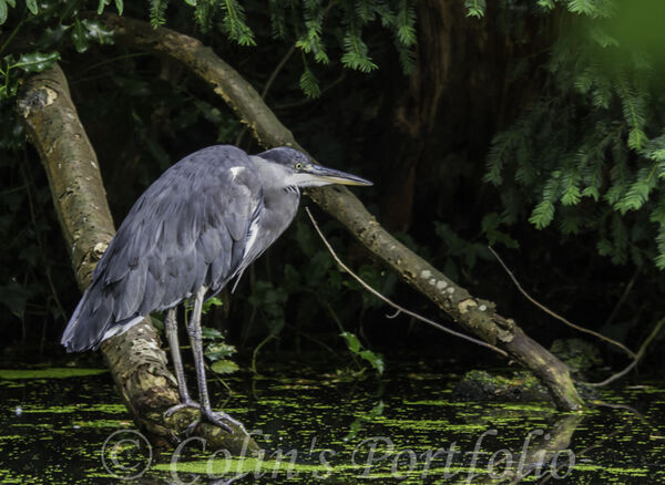Grey Heron waiting for fish