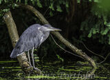 Grey Heron waiting for fish