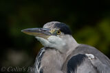 Grey heron watching me