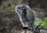 Pallas's Cat