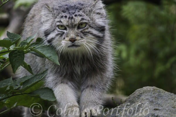 Pallas's Cat