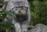 Pallas's Cat