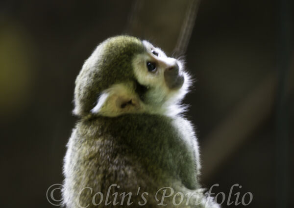 Common Squirrel Monkey
