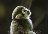 Common Squirrel Monkey
