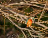 A kingfisher watching the river for a meal.