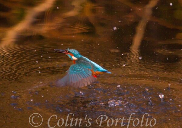 A kingfisher returning to his perch after fishing.