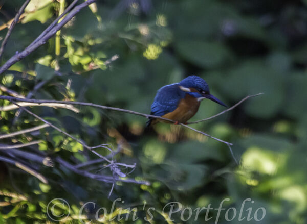 A kingfisher watching the river.