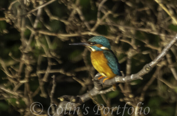 Kingfisher enjoying the afternoon sun