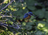 A kingfisher watching the river.