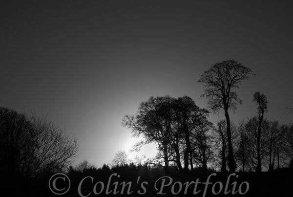 Winter setting sun through the bare trees