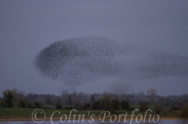 Starlings murmurating