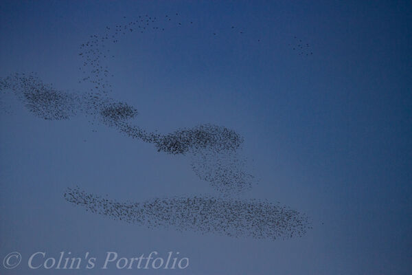 Starling murmuration