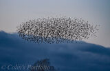 Starling murmuration just before they settle into the reed beds