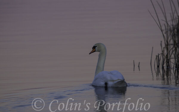 A swan cruising near the reeds