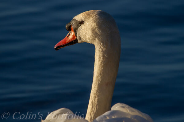 A swan enjoying the late evening sun on a still winters day.