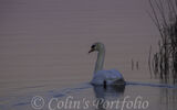 A swan cruising near the reeds