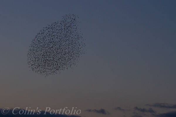 Starling murmuration