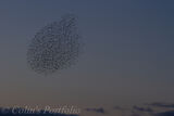 Starling murmuration