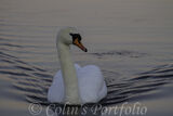 A swan making slight ripples on the lake