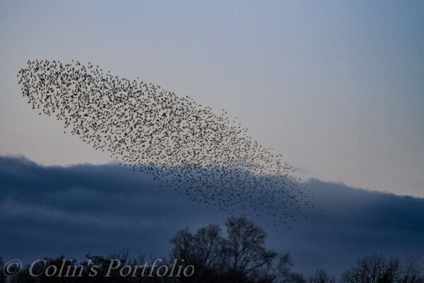 Starling murmuration