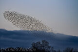 Starling murmuration