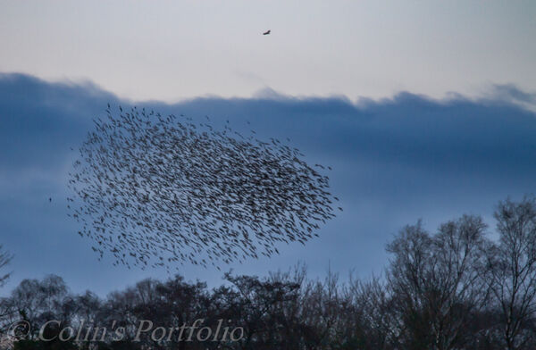 Starling murmuration