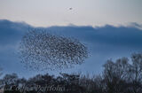 Starling murmuration