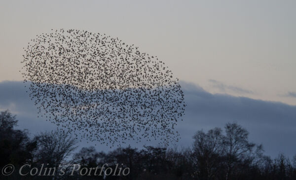 Starling murmuration