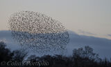 Starling murmuration