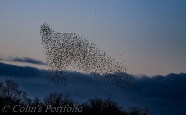 Starling murmuration