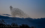 Starling murmuration