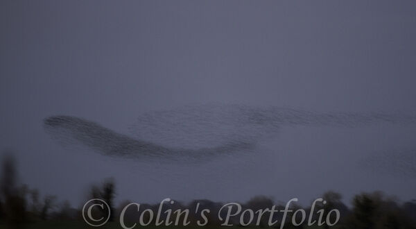 Starlings murmurating
