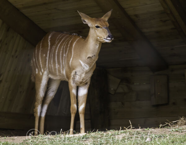 Lowland Nyala