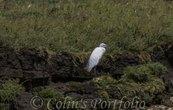 Little Egret