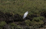 Little Egret