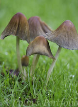 A collection of ink cap (Coprinopsis Atramentaria) mushrooms