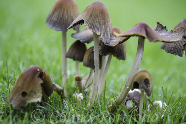 Ink cap mushrooms in various stages of their growth