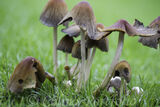Ink cap mushrooms in various stages of their growth