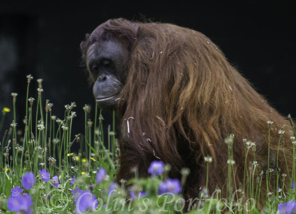 North West Bornean Orangutan