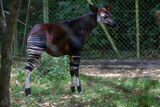 An Okapi