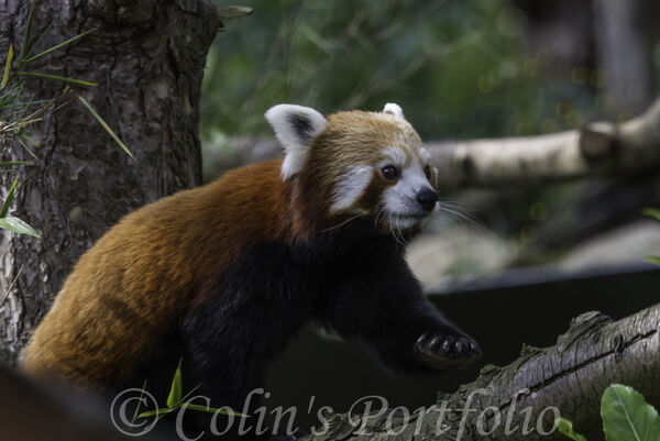 Red Panda
