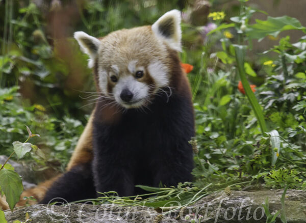 Red Panda