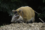 Red River Hog